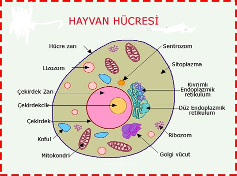 hayvan hücresi organelleri ve görevleri